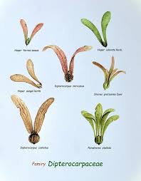 Image result for Dipterocarpaceae