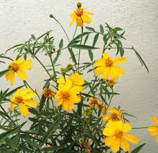 Image result for tagetes)