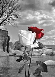 Beautiful Scenery Images Black And White On The Beach 02 Black And White Landscape Black And White Pictures Scenery Background