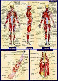 free shipping human body anatomical chart muscular system