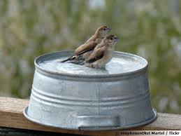 De l'eau en toutes saisons pour les oiseaux