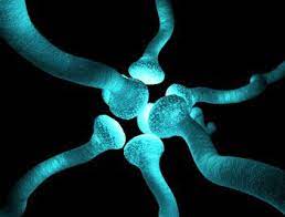 Los investigadores piensan que ciertas cosas. Causas De La Fibromialgia