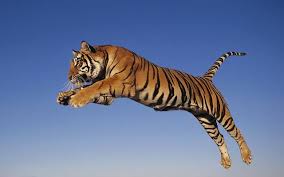 Tijger Achtergrond Bengaalse Tijger Tijger Tijgertatoeages