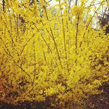 Forsythia We Used To Have One Of These In The Yard Love Them Thanks Heather Barron Chinese Flowers Plants Forsythia