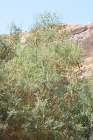 Image result for Suaeda monoica