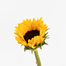 Demuéstrale a tu amiga lo importante que es su amistad para ti con una de de cumpleanos free of charge en espanol para amiga; Flores Para Una Amiga Las Mejores Flores Para Regalar Colvin