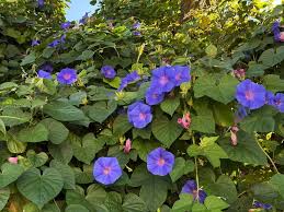 Image result for Otiophora caerulea