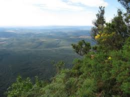 Image result for Pollichia