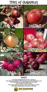 Flowering crab tree berries poisonous to dogs. Can You Eat Crab Apples A Simple Guide To This Ornamental Fruit