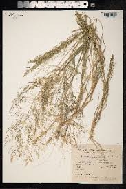 Image result for Sporobolus coromandelianus