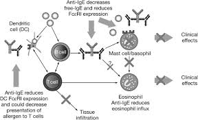 What does xolair do to your body? The Use Of Omalizumab In The Treatment Of Severe Allergic Asthma A Clinical Experience Update Sciencedirect