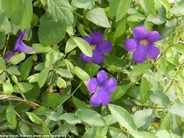 Image result for Thunbergia crispa