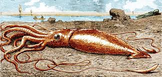 Giant squid (architeuthis dux) giant squid live deep underwater—in the twilight zone—at depths between 1,000 feet and about 2,000 feet. On The Trail Of The Giant Squid Hakai Magazine