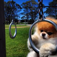 The Cutest Dog In The World These 37 Best Pomeranian Breed Pictures Of Boo Will Awe You Boo The Dog Cute Pomeranian Cute Animals