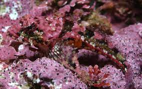 We did not find results for: Coralline Algae What Is It And Why Is It Important In Reef Tanks