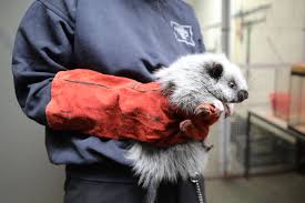 Similarly large are the giant woolly rats of new guinea, mallomys. World Association Zoos Aquariums On Twitter Meet The Cloud Rat Edinburgh Zoo In Scotland Has Welcomed The Birth Of A Northern Luzon Giant Cloud Rat This Nocturnal Rodent Lives Only
