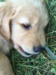 If you are unable to find your golden retriever puppy in our puppy for sale or dog for sale sections, please consider looking thru thousands of golden retriever dogs for adoption. 25 Champion Line Goldens Of Vermont Ideas Golden Retriever Puppies Retriever