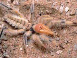 What is a camel spider? Egyptian Giant Solpugid Camel Spider Animal Of The World Wiki Fandom