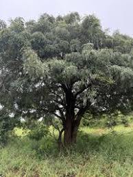 Image result for Cassia abbreviata