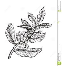 Photo About Coffee Tree With Beans Coffea Sketch And Colorless Image Leaves And Coffee Beans Organic Plant Ve Coffee Tattoos Coffee Flower Coffee Illustration