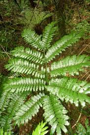 Image result for Ptisana