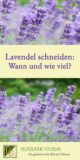 Das frühe vorziehen sorgt dafür, dass der lavendel in demselben jahr noch blühen wird. Lavendel Schneiden Wann Und Wie Viel Botanik Guide Lavendel Schneiden Lavendel Pflanzen