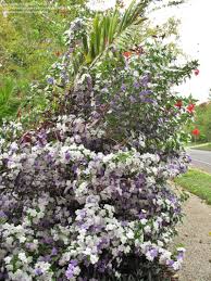 Save on ftd® same day delivery available. Plant Identification Closed Purple And White Flowers Kuranda Qld Australia 1 By Miekko