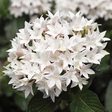 Image result for Pentas lanceolata