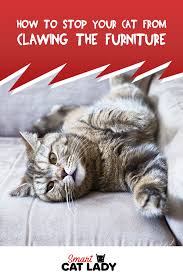 How To Stop Your Cat From Clawing From Furniture In 2020 Cats Cat Facts Cat Sleeping