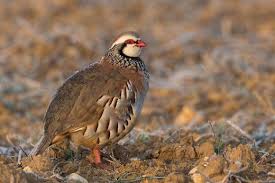 The 10 Most Colourful Birds In The World Hayvan Bildircin Kus