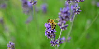Varieties are available with flowers in shades of red, pink, and also white, all of which also attract butterflies. Pollinators Tips For Attracting More Bees Butterflies