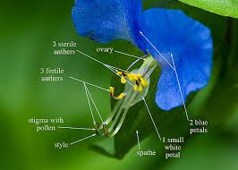 Image result for Commelinaceae