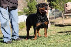 This breeder has only a few litters of rottweiler puppies for sale in california per year which are booked well in advance. German Rottweiler Puppies For Sale In Long Beach California Classified Americanlisted Com