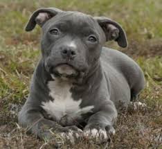 Blue nose apbt 6 week old adorable grey, and white male blue nose apbt. 9 Things You Should Nose About The Blue Nose Pitbull Animalso