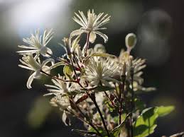 Maybe you would like to learn more about one of these? Clematis Vitalba Clematis Vitalba Baumschule Horstmann