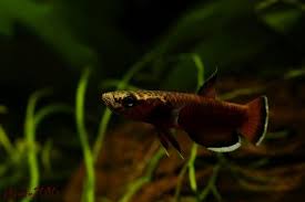 Ikan cupang ini kecil dan sangat cantik. Betta Albimarginata Alchetron The Free Social Encyclopedia