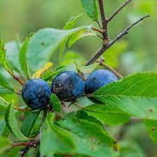 Fruit of the blackthorn tree. Blackthorn Tree Prunus Spinosa For Sale Woodland Trust Woodland Trust Shop