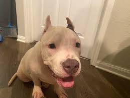 Found lost dog near 672 County Road in Riverview. She got bathed because  she was soaken wet and had so much hitch hackers