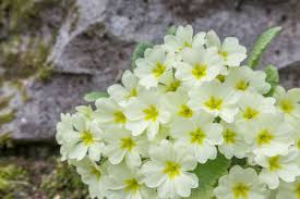 Image result for Primulaceae