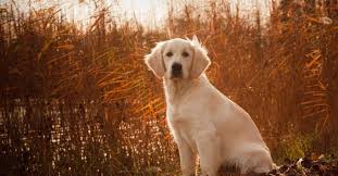 Golden retriever puppies scotland for sale. Hunting Dog Profile The Happy People Pleasing Golden Retriever Gearjunkie