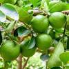 The fruit often matures in february, but can remain on trees until april/may. 1
