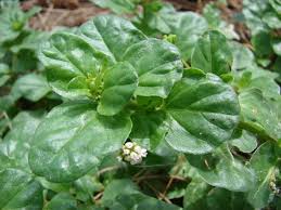 Image result for Boerhavia repens