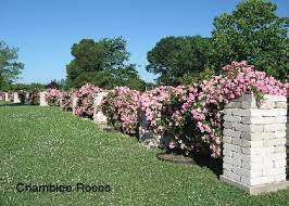 Peggy Martin Rose The Rose That Survived Hurricane Katrina Rose Nursery Lady Banks Rose Climbing Roses