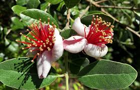 Image result for Faurea wentzeliana