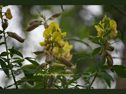 Image result for Crotalaria micans
