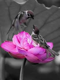 Art Black And White Pictures To Color Pin By Cindy Miller On Different Kind Of Birds Color Splash Photo Color Splash Art Color Splash Pink