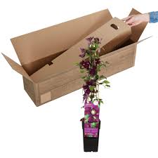 Check spelling or type a new query. Buy Clematis Warszawska Nike Purple Hardy Plant Bakker Com