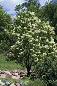 Ivory Silk Lilac Tree Zones 3 7 Height 25 Width 15 Japanese Lilac Tree Lilac Tree Japanese Tree