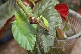 Propagate Begonia Stem Cuttings In Water Cane Like Angel Wing Begonia Propagating By Stem Cuttings Is Just About The Growing Roses Begonia Propagating Plants