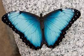 See more ideas about butterfly, butterfly pictures, beautiful butterflies. Insanely Beautiful Butterflies